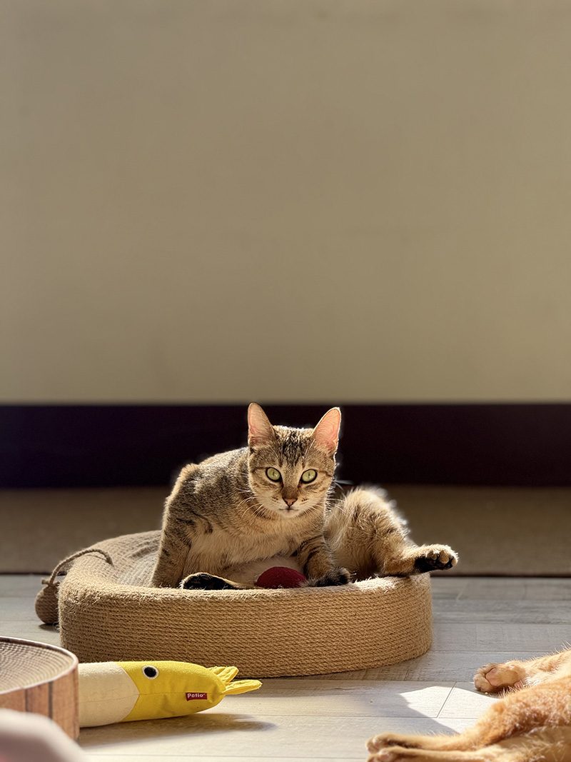 貓咪舔毛被主人發現的姿勢