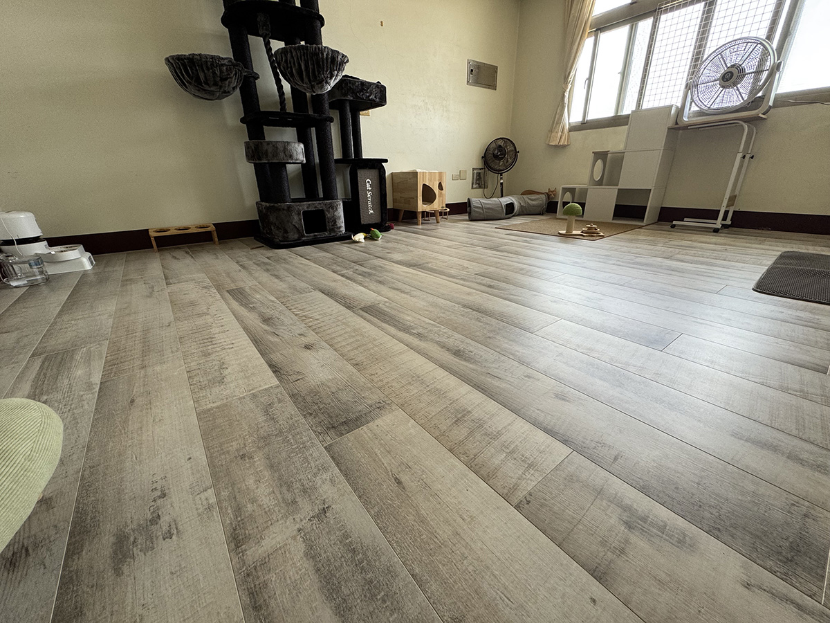 養貓空間使用木地板