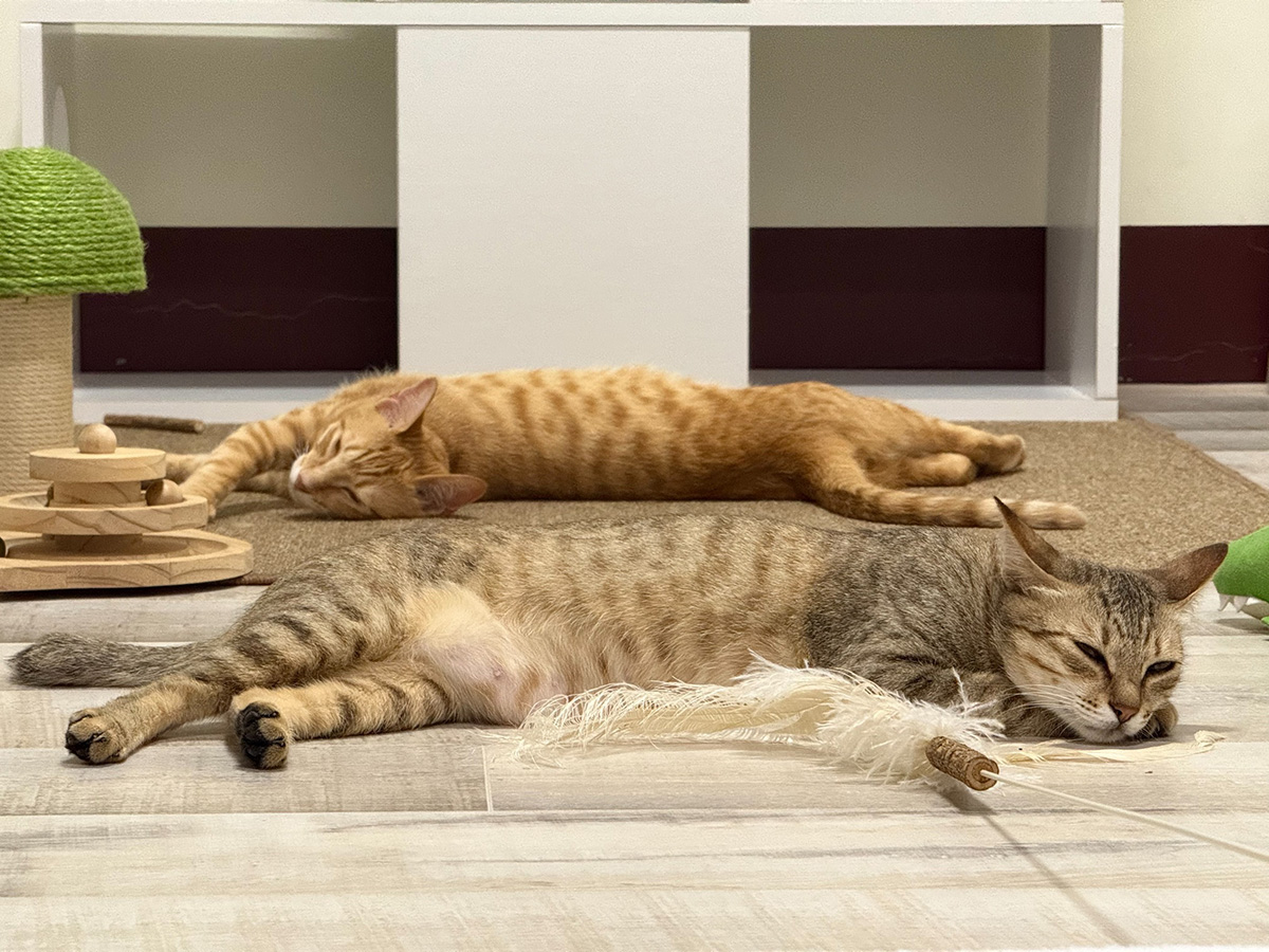 貓咪懶洋洋躺在木地板上非常舒適